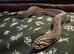 Adult male hognose