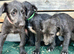 KC reg Deerhound Puppies
