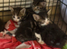 Beautiful half main coon kittens