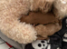 Tiny 2 boy poodles