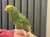 Tame yellow crowned Amazon