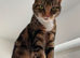 Rehome