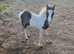 Cob cross Dartmoor colt foal