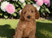 5 stunning, well socialised puppies