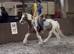 Cob Gelding 12.3 skewbald 9yrs family pony