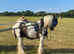 Driving gelding