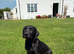 Black Labrador Dog pup