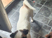 Beautiful jackrussel forsale