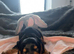Dachshund x Cocker Spaniel (Cockerhund)