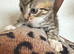 Kitten for sale