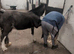 2 year old mini cob gelding