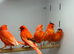 Canaries