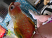 Handreared Conures! &pound;280 ono