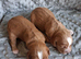 6 stunning working cocker spaniels
