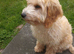 20 week old cockapoo