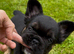 Price reduced KC Fluffy French Bulldog Puppies