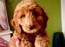 Australian Double Doodle - Boys and Girl