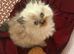 Ragdoll x Persian