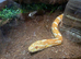 2  corn snake with enclosure