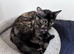 A Tortie kitty looking for a new hom