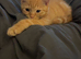 Cats for Rehome