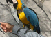 Talking Tame Blue & Gold Macaw Parrot,1