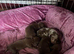 KC registered miniature dachshund