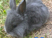 Angora x lionhead babies