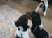 Beautiful wire fox terrier puppies 3 girls left