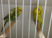 Helicopter budgies