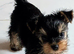 Beautiful Yorkshire Terrier Puppies
