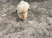 Brown and cream guinea pig