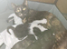 Forever home needed