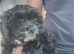 Beautiful yorkipoo puppy's