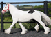 " Traditional Show Cob " Piebald Gelding Cob/Heavy Horse