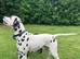 *PROVEN* KC reg black spotted handsome William