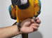 Super silly tame blue gold macaw .