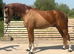 Show jump prospect - top bloodlines - riding away