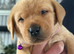 Red Labrador retriever male