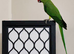 Indian Ringneck Parakeets &ndash; 4 Months Old