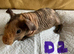 Lovely baby skinny pigs