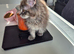 Pedigree maine coon kittens