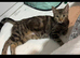 2 boy tabby&rsquo;s