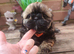 Shih tzu puppies