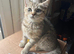 Gorgeous British shorthair male kitten