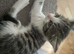 Beautiful Kitten