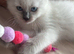 Ragdoll kitten needing new home