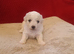 Pedigree Bichon Frise pups
