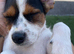 Jack Russel mix King Charles cavalier 12 week old girl