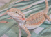 7 beautiful High End double Het Bearded Dragons